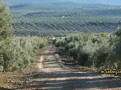 01, por el camino hacia Olvera, marca