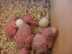 4º pollito 8-11-11 4º pollito 8-11-11