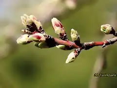 14, yemas de almendro, marca