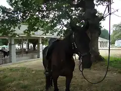 caballo