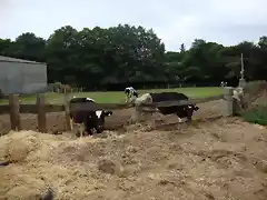 vacas1