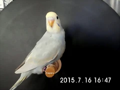 CIMG1334 CIMG1334