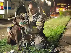 Un hombre da oxigeno a un perro