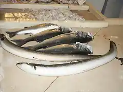 Anguilas