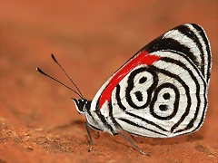 Diaethria clymena Mariposa 88 Diaethria clymena Mariposa 88