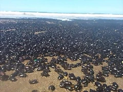 escarabajos escarabajos