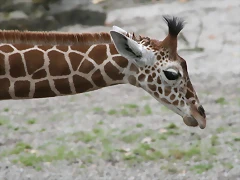 Zoo Stuttgart 289 Zoo Stuttgart 289
