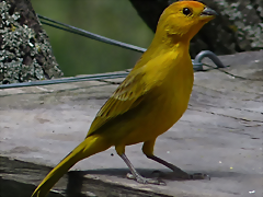 Sicalis flaveola wild (1-10-23 Zoo de Quito, det yo)