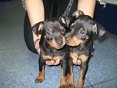 pinscher