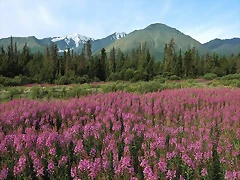 Fireweed, Kluane National Park, Canada Fireweed, Kluane National Park, Canada