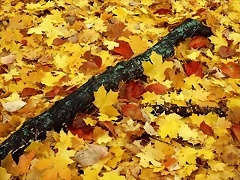 Forest Floor in Fall, Jersey County Pere Marquette State Park, Illinois Forest Floor in Fall, Jersey County Pere Marquette State Park, Illinois
