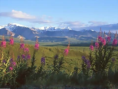 Fireweed and Larkspur, Denali National Park, Alaska Fireweed and Larkspur, Denali National Park, Alaska