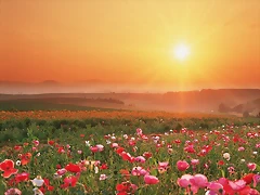 Flowering Field Flowering Field