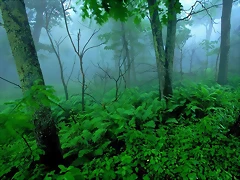 Forest Mist, Shenandoah National Park, Virginia Forest Mist, Shenandoah National Park, Virginia