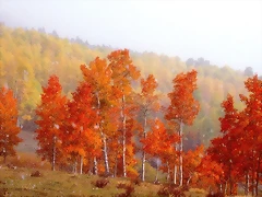 First Snow at Owl Creek Pass, Colorado First Snow at Owl Creek Pass, Colorado