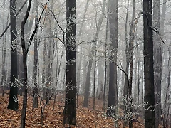Forest Frost, Edwin Warner Park, Nashville, Tennessee Forest Frost, Edwin Warner Park, Nashville, Tennessee