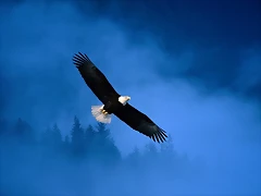Flight of Freedom, Bald Eagle, Alaska Flight of Freedom, Bald Eagle, Alaska