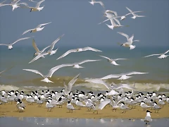 Flock of Sandwich Terns Flock of Sandwich Terns