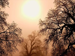 Foggy California Sunrise Foggy California Sunrise
