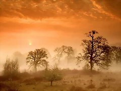 Foggy Meadow Sunrise, Corvallis, Oregon Foggy Meadow Sunrise, Corvallis, Oregon