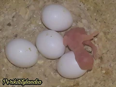 FB_IMG_1536406779332 FB_IMG_1536406779332