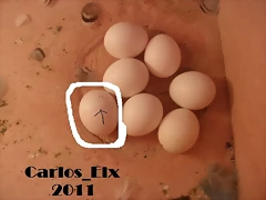huavo rajado 30-1-11