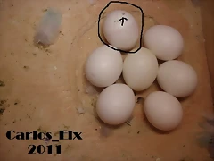 Huevo a punto 30-1-11