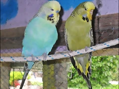 aqua y loren aqua y loren