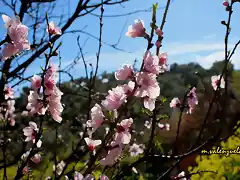 20, flores del albaricoque, marca