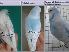 perlados opalinos