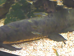 Neoceratodus forsteri 3 (4-8-17 Zoo Duisburg)