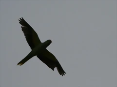 IMG_2642 IMG_2642