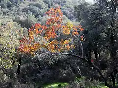 027, collado de los jardines 3