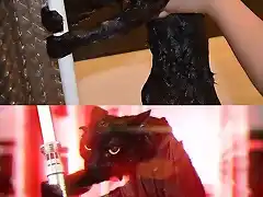 gatojedi