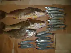 CORVINAS Y PEJES DE BARRANCA DEL NORTE