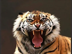 67802__angry-tiger_p