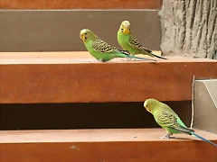 IMG_9988 IMG_9988