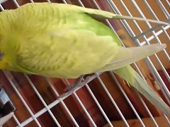 Rikky 3 Rikky 3