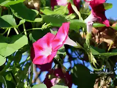 08, campanillas rosas, marca blanca