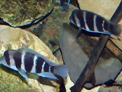 Cyphotilapia frontosa 2 (12-10-09 Acuario Fluvial de Zaragoza) Cyphotilapia frontosa 2 (12-10-09 Acuario Fluvial de Zaragoza)