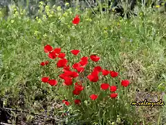 11, amapolas, marca