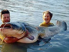 Siluro en el Ebro