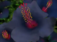 bluehibiscus