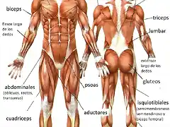 musculos-del-cuerpo-humano