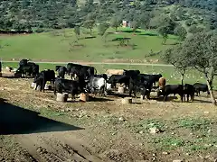 TOROS COMIENDO, VALE