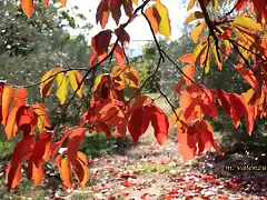 08, hojas de caqui, marca