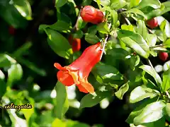 FLOR DEL GRANADO, MARCA 2