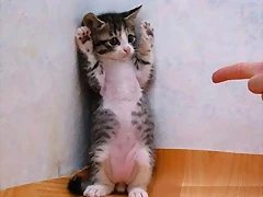 Cute-Funny-Cat