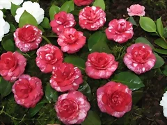 Red and White Camellia
