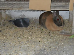 niko y palomo niko y palomo